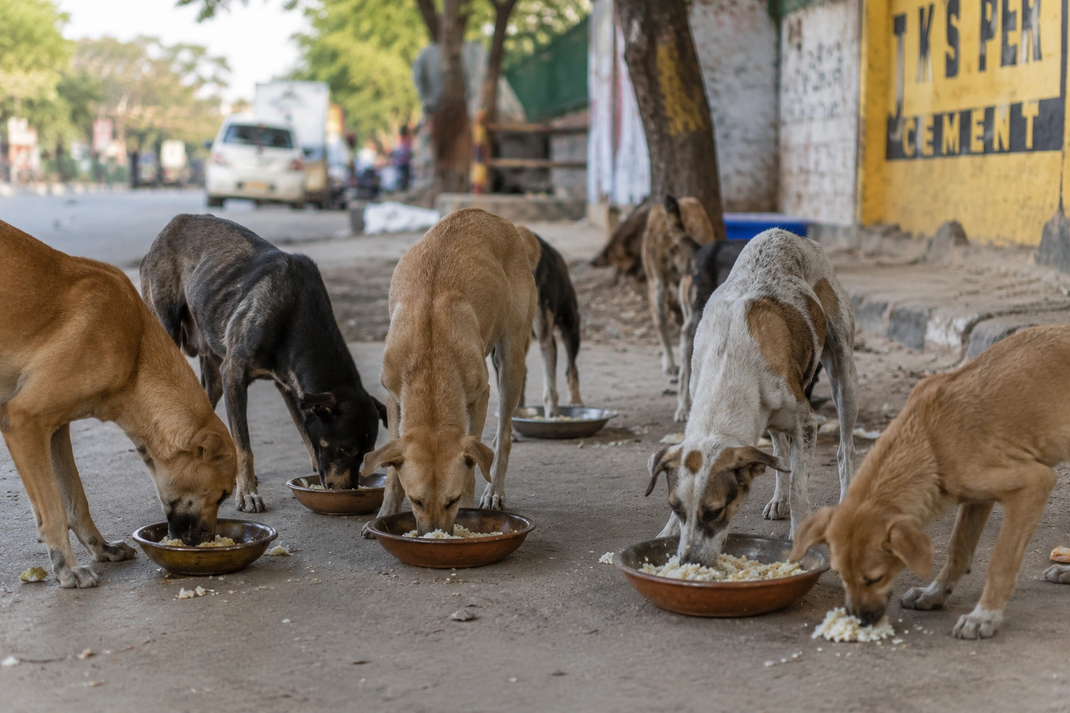 Street Dog Food